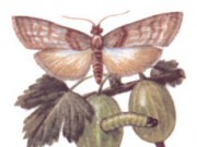 Избавиться от огневки за зиму крыжовник огневка