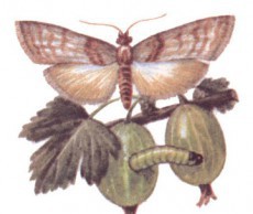 Избавиться от огневки за зиму крыжовник огневка