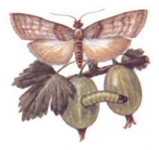 крыжовник огневка