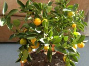 Мандарин дома – увлекательно и полезно мандарин