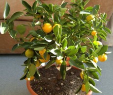 Мандарин дома – увлекательно и полезно мандарин