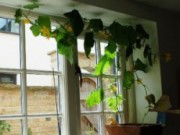 Мини-теплица на окне огурцы