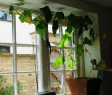 Мини-теплица на окне огурцы