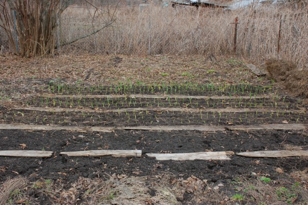 осенняя посадка