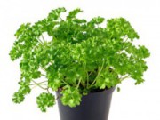 Выращиваем зелень к Новому Году петрушка