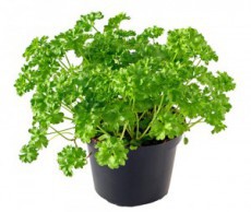 Выращиваем зелень к Новому Году петрушка