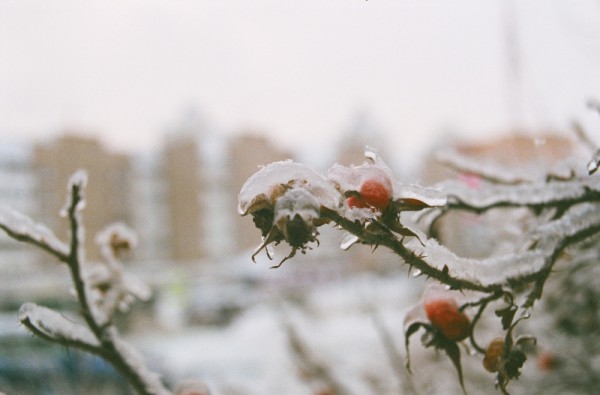 подмерзание