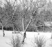 Подмерзание садовых деревьев – к чему быть готовым зимой подмерзание