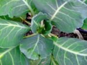 Посадка капусты и картофеля под зиму посадка под зиму