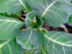 посадка под зиму