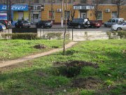 Обещанные деревья на пр. Ленина так и не посадили саджають дерева