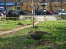 саджають дерева саджають дерева