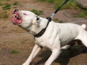 Милиции пришлось применить оружие против собаки собака оружие