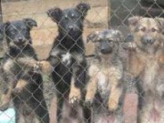 КП «Фауна» теперь принимает обращения от граждан по телефону собаки