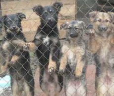 КП «Фауна» теперь принимает обращения от граждан по телефону собаки