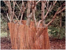 укрывание деревьев укрывание деревьев