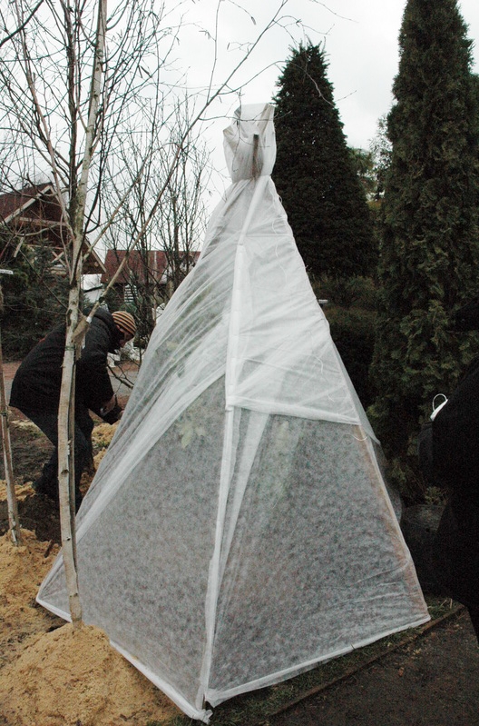 укрывание деревьев укрывание деревьев