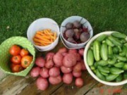 Основные проблемы при хранении овощей урожай овощей