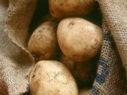 Особенности хранения картофеля хранение картофеля