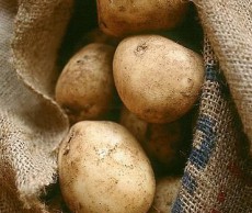 Особенности хранения картофеля хранение картофеля