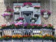 Переключаем внимание: растения на балконе цветы на балконе