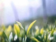 Зимняя посадка – выращиваем чай чай дома