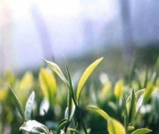 Зимняя посадка – выращиваем чай чай дома