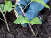 Подзимняя посадка черенков смородины черенки смородины