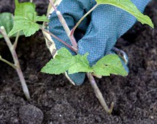 черенки смородины