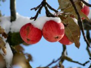 Бережем яблоню от вредителей и холода яблоня