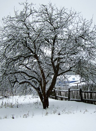 яблоня зимой