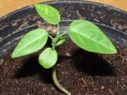 Домашние растения и их размножение семенами Домашние растения и их размножение