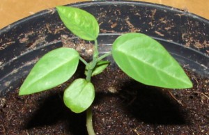 Домашние растения и их размножение семенами Домашние растения и их размножение