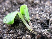 Готовимся к новому сезону – изучаем болезни рассады болезни рассады