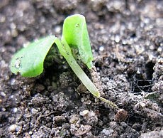 Готовимся к новому сезону – изучаем болезни рассады болезни рассады