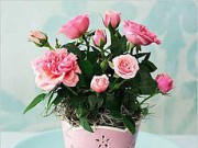 Уход за горшочными – борьба с вредителем вредители