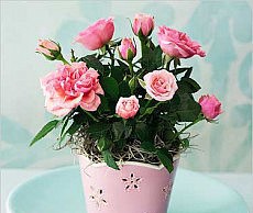 Уход за горшочными – борьба с вредителем вредители