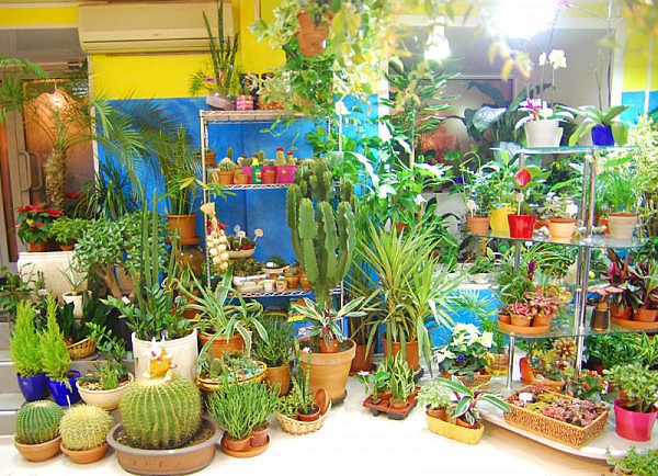 вредители горшочные