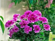 Герань – ароматный и целебный цветок герань