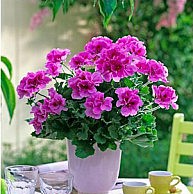 Герань – ароматный и целебный цветок герань