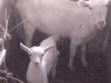 зима животноводство