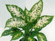 Выбор домашних растений при покупке комнатные растения