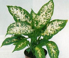 Выбор домашних растений при покупке комнатные растения