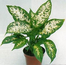 комнатные растения