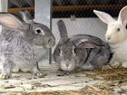 Особенности зимнего рациона кролей кролики