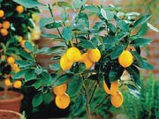 Лимон на балконе – выращиваем из косточки лимон дома