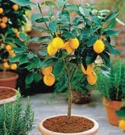 Лимон на балконе – выращиваем из косточки лимон дома