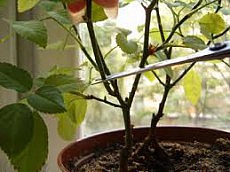 обрезка растений