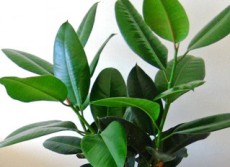 очищение воздуха