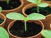 Подготовка к высадке рассады рассада